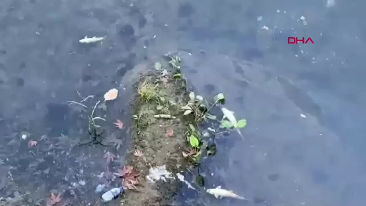 Bartın Irmağı’ndaki Balık Ölümleri Endişe Verdi