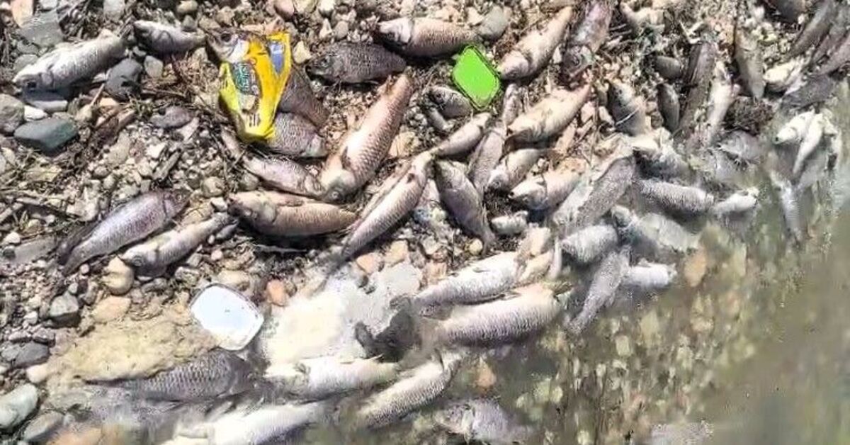 Mardin’de baraj gölünde toplu balık ölümleri