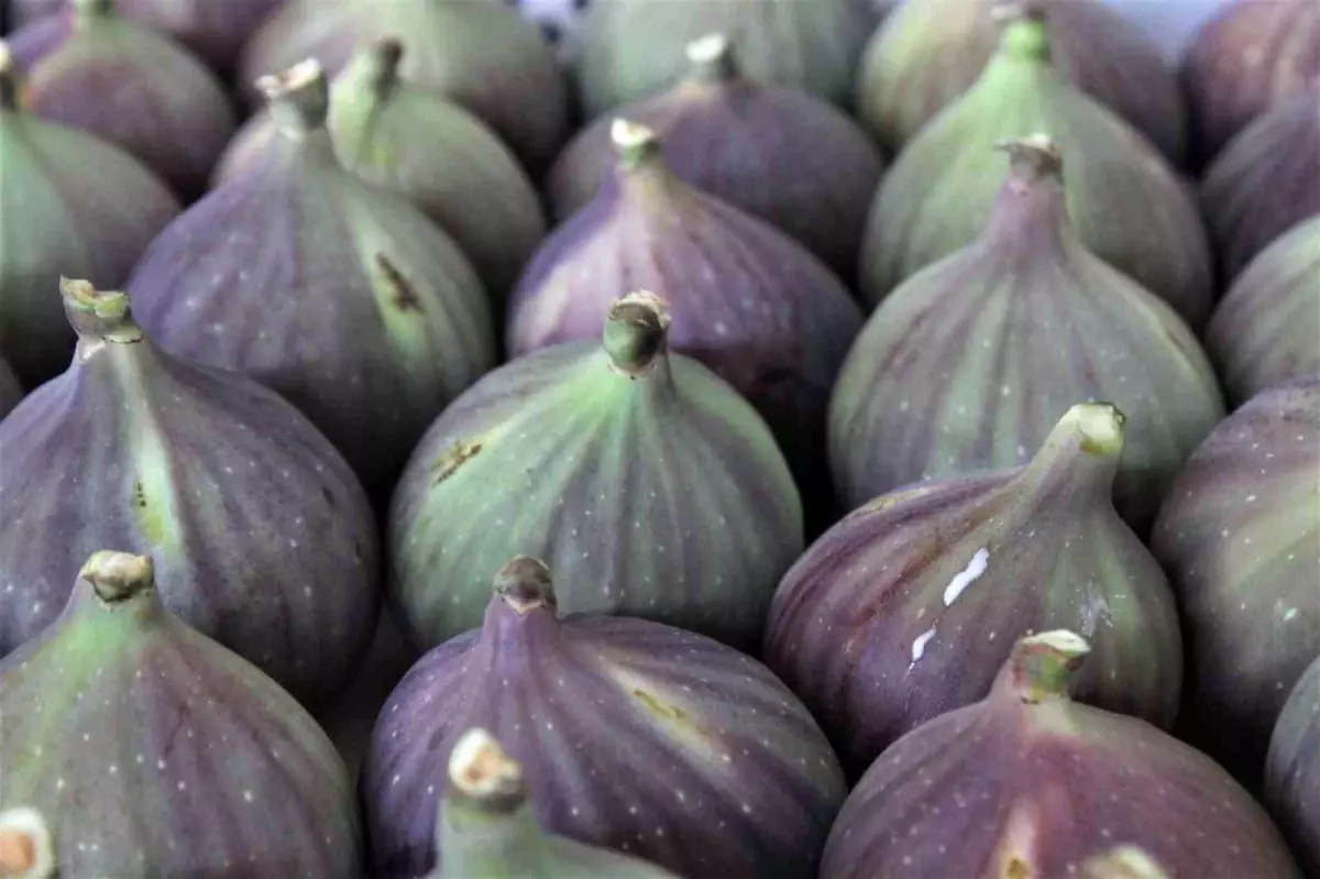 MasterChef Türkiye’de Bursa Siyah İnciri Rüzgarı