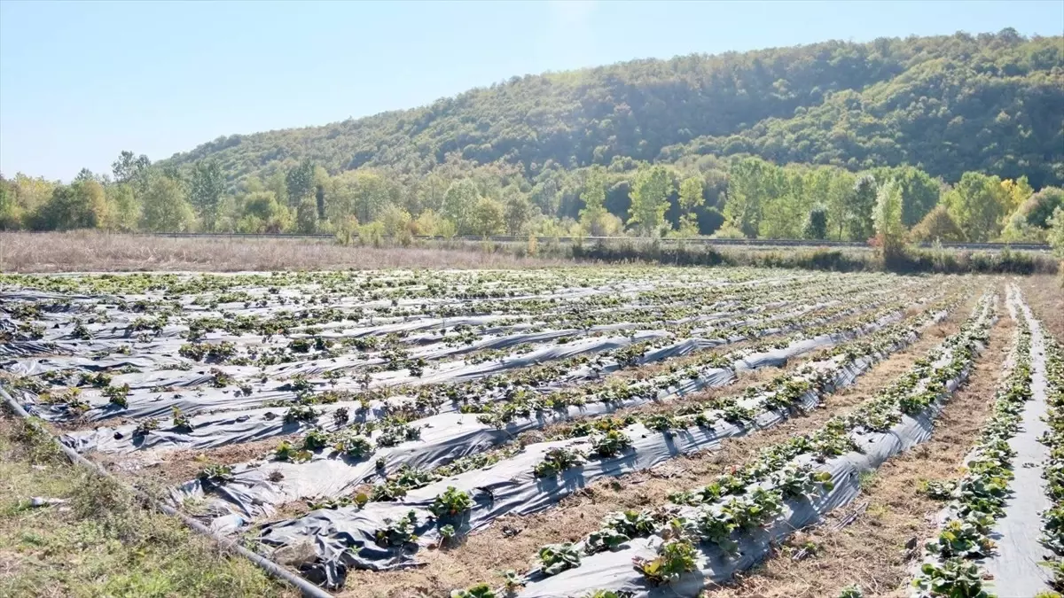Samsun’da Çilek Fidesi Desteği