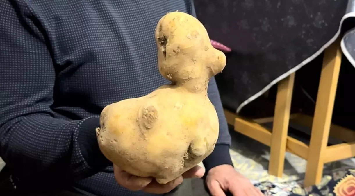 Yüksekova’da Patates Ördek Gibi Göründü