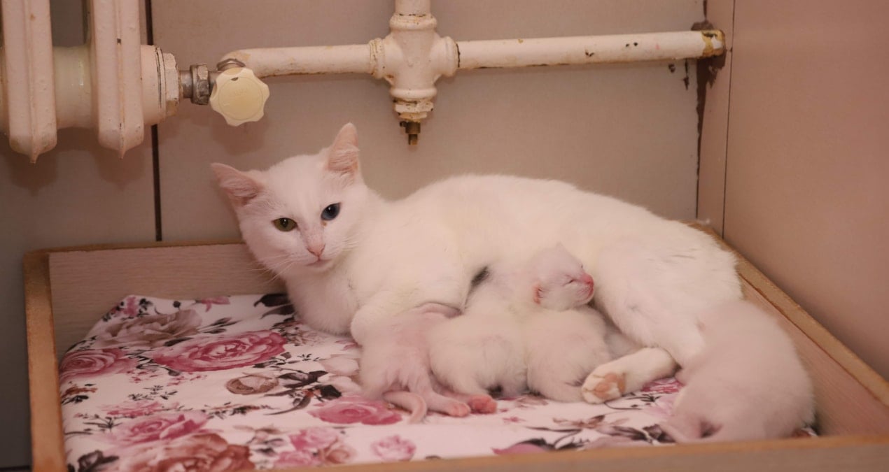 Van Kedi Villa’sında yılın ilk yavruları dünyaya geldi